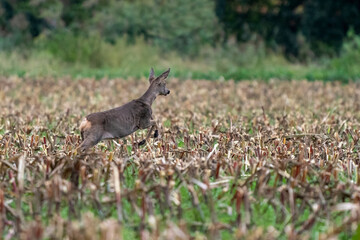 A deer in a freshly cut corn field with forest in the background
