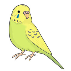 セキセイインコ