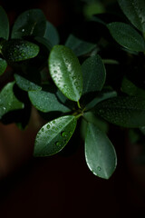 water drops on a leaf