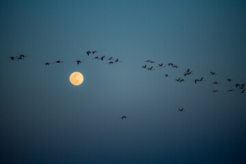 Flamingos migration with full moon