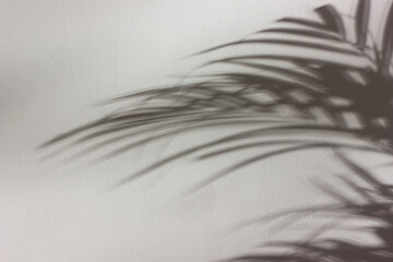 Palm leaves shadow on white wall. Abstract nature background.