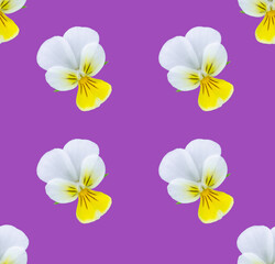 Fototapeta na wymiar forest violet flowers