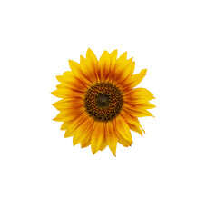Fototapeta premium sunflower on white background