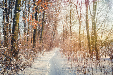 Winter Landscape with Snowy Forest