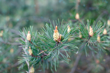 pine branch with flowers