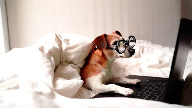 smart concentrated dog is working on project online. Using computer laptop. Pet wearing glasses in white bed. Freelancer work from home during quarantine Social distancing lifestyle. Busy smart ass