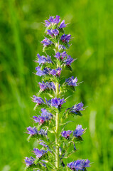 Echium vulgare or viper's bugloss