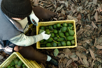 A woman farmer working in the hass avocado harvest season