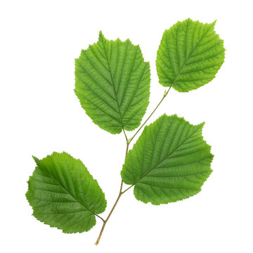 Green leaves on a hazel branch isolated on a white background.