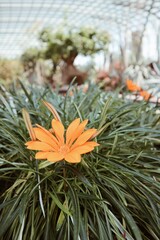 Fototapeta premium Beautiful orange flower. Travel, environment, nature concept. Green.