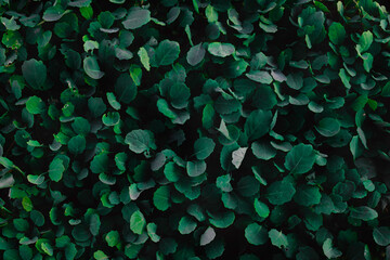 Top view leaf background.Green leaves color tone dark in the morning.Tropical Plant in Thailanad,environment,good air.photo concept nature and plant.