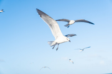 Seagulls Gracefully Flying in the Blue Skies of Miami Beach.