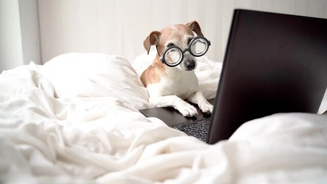 Funny dog using computer. Smart pet in nerd glasses typing on laptop keyboard. Freelancer lifestyle working from home. quarantine Social online work. Video footage. working hard