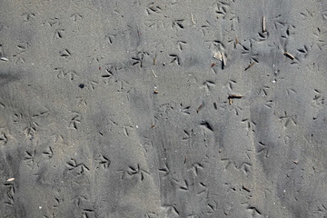 Dark gray wet sand with bird claw footprints