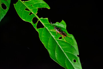 bug on leaf