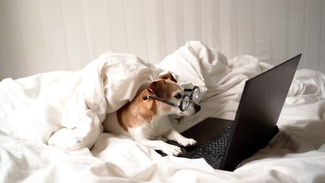 Dog with computer. Adorable jack russell terrier in glasses covered with blanket working with laptop in bed. bespectacled pet watching  movie. Video footage. Freelancer online chat group vieo call 