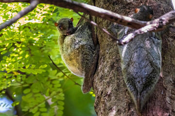 Flying Lemur (Galeopterus variegatus) attached to a tree in a tropical forest in South East Asia