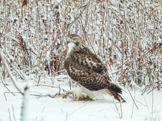 Red-Tailed Hawk on the Ground on a Winter Day: A red-tailed hawk sits on snow covered ground in search of prey on a cold winter morning after a snowfall