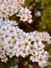 tree flowers
