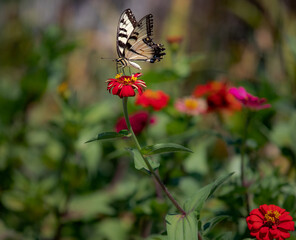 Macro of a Butterfly alighting on an orange zinnia in a cottage garden