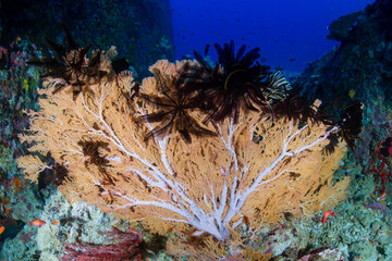 Fototapeta na wymiar Beautiful, delicate sea fans and soft corals on a tropical reef