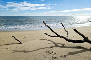 driftwood on the beach