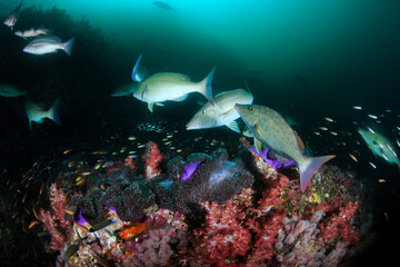 Fototapeta na wymiar Long-nose emperor and Trevally hunting in groups on a dark but colorful tropical coral reef (Richelieu Rock, Thailand)