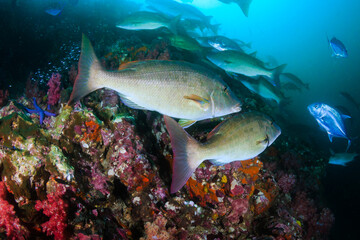Obraz premium Long-nose emperor and Trevally hunting in groups on a dark but colorful tropical coral reef (Richelieu Rock, Thailand)
