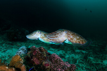 Fototapeta premium Pharaoh Cuttlefish (Sepia pharaonis) on a dark tropical coral reef in Thailand (Richelieu Rock)