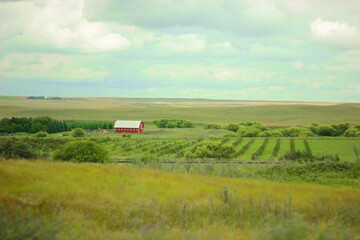 the prairies