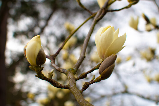Beautiful Budding Magnolia Flowers