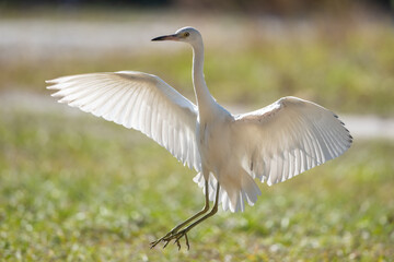 great white heron
