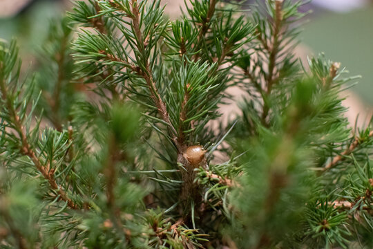 Pruned Spruce Tree Seeping Sap