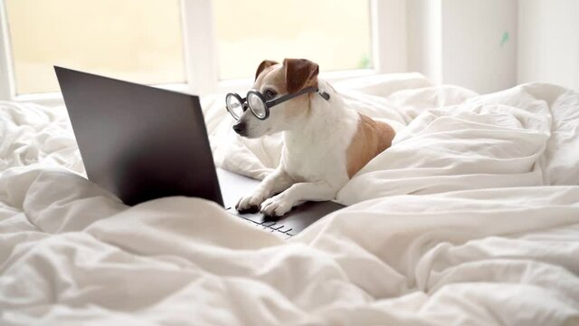 smart nerd intelligent dog in glasses watching looking to screen laptop computer. anxiously watching news or movies. Adorable Jack russell terrier in bed working from home Video chat conference online