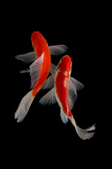 Butterfly koi fish
