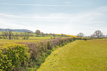 Summertime hedges in the countryside