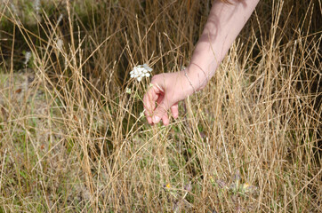 girl's taking a flower in the field