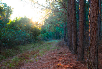 Fototapeta premium Old Overgrown Road In Woods With Treeline