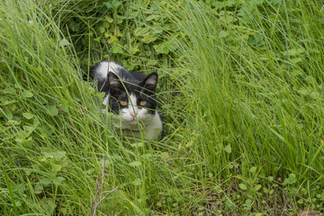 cat in the grass outdoor
