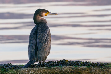 cormorant standing on a rock phalacrocorax carbo..