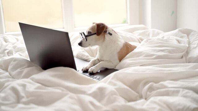 dog anxiously watching the news on the internet channel. tilting head interested. Cute dog jack russell terirrier in white bed with laptop computer looking to screen. Video footage. working from home 