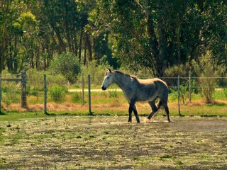 horse in the river