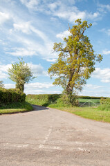 Fototapeta na wymiar Summertime trees and road in the countryside