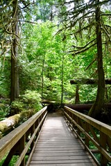 Fototapeta premium wooden bridge in the forest