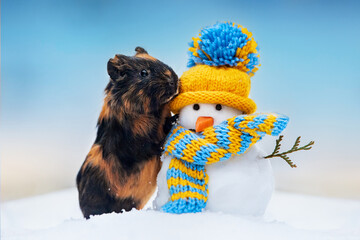 Lovely guinea pig with funny dressed snowman in winter