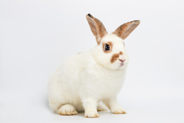 Fototapeta na wymiar Cute little white rabbit with long ears Sit on a white floor. It is a vertebrate, a mammal. Easter concept. White background