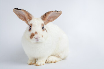 Cute little white rabbit with long ears Sit on a white floor. It is a vertebrate, a mammal. Easter concept. White background