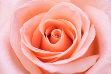 Fototapeta na wymiar Pink rose flower close up for background and soft focus.