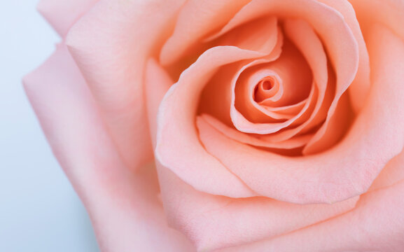 close up pink rose flower soft focus and copy space.