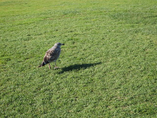bird, San Diego